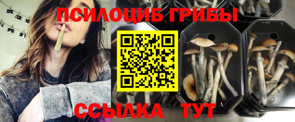 Галлюциногенные грибы Magic Shrooms  Вход с VPN  где найти наркотики  Киселёвск 